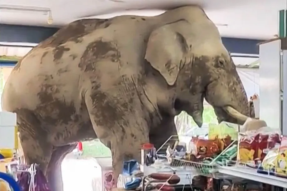 Elefante faminto invade mercearia na Tailândia