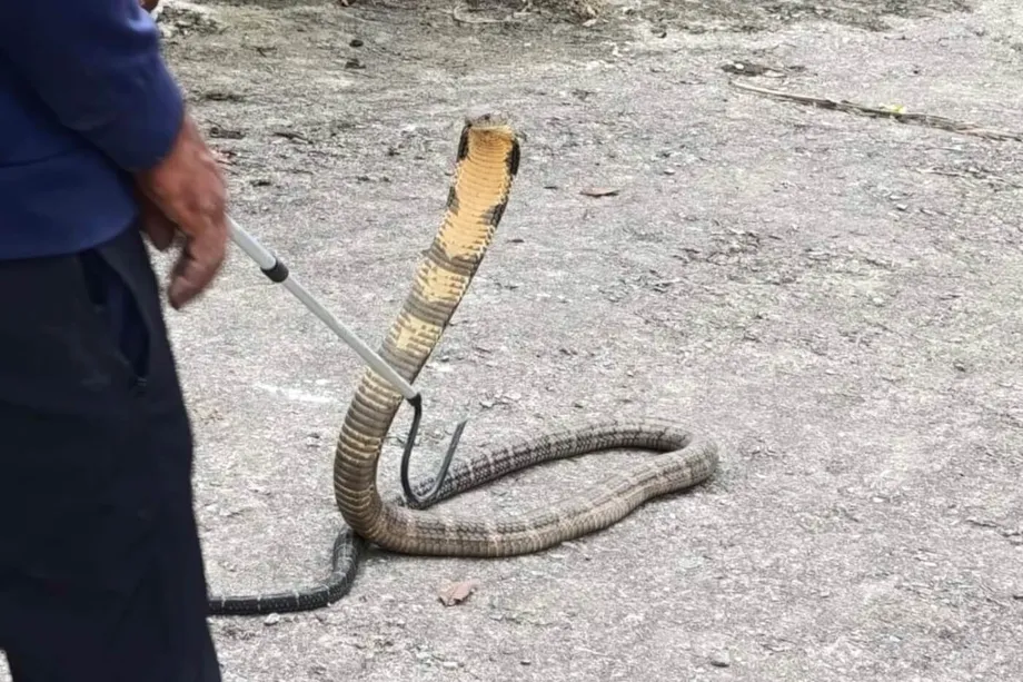 Cobras venenosas se adaptam a altitudes mais elevadas no Nepal: mudanças climáticas trazem novos perigos