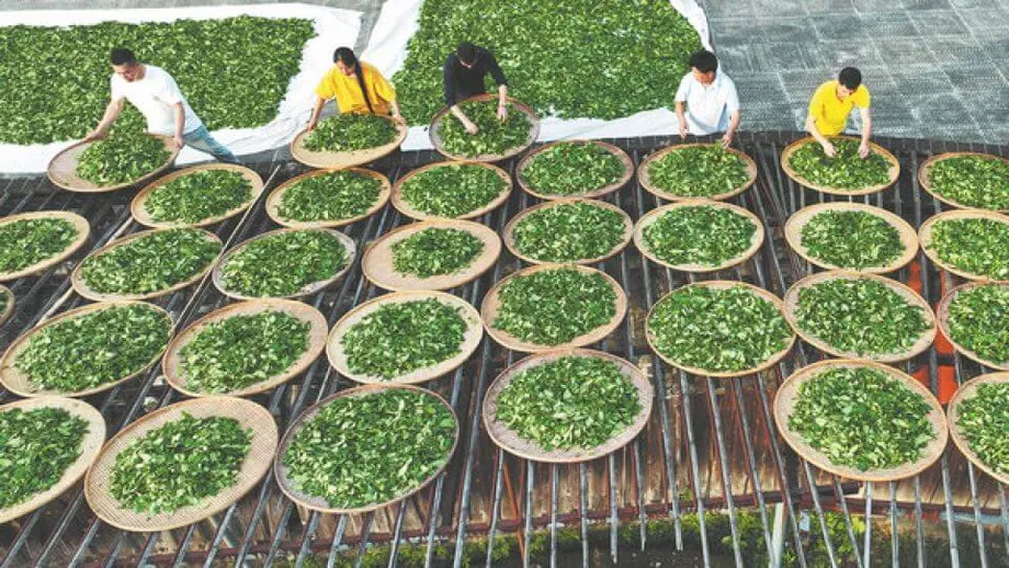 Chá de Rocha de Wuyi: tradição, inovação e o legado duradouro do tesouro oolong da China