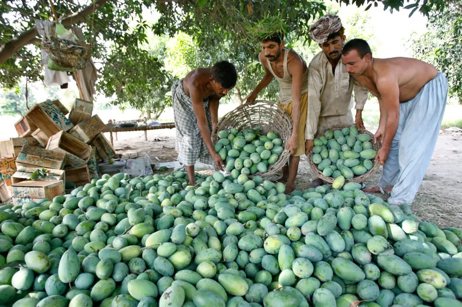 Pakistan's mango production to fall by 50% due to heatwave, water ...