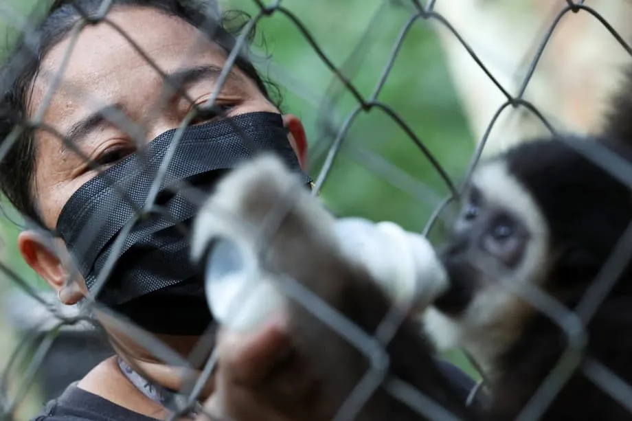 Quebrando barreiras: mulheres indígenas da Malásia lideram a luta para salvar os gibões ameaçados de extinção