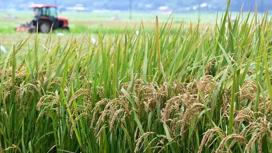 Japão reverte política para o arroz: uma nova era para a segurança alimentar e os agricultores