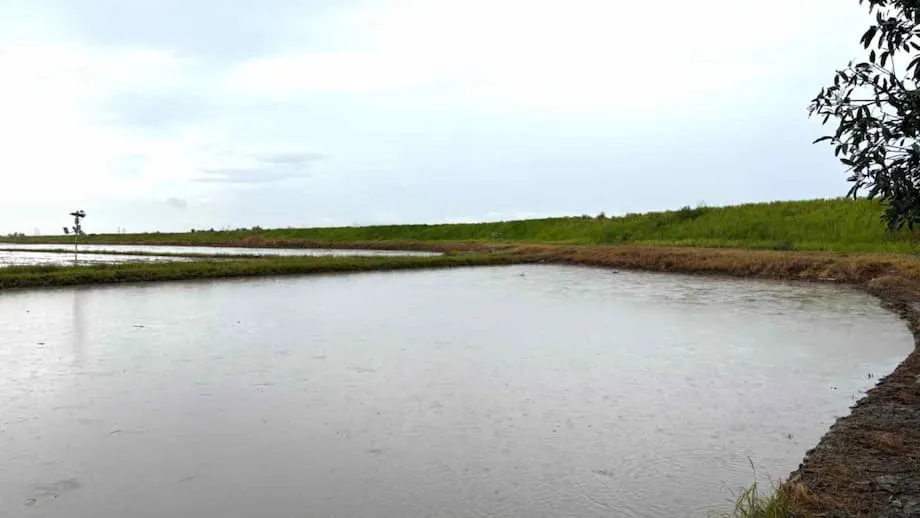 Toshiba leva previsão meteorológica avançada aos produtores de arroz da Malásia: um avanço rumo a uma agricultura inteligente e resiliente às mudanças climáticas