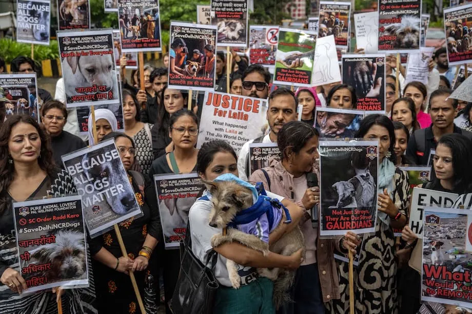 Suprema Corte da Índia revê decisão sobre cães de rua após protestos: equilíbrio entre segurança, compaixão e viabilidade