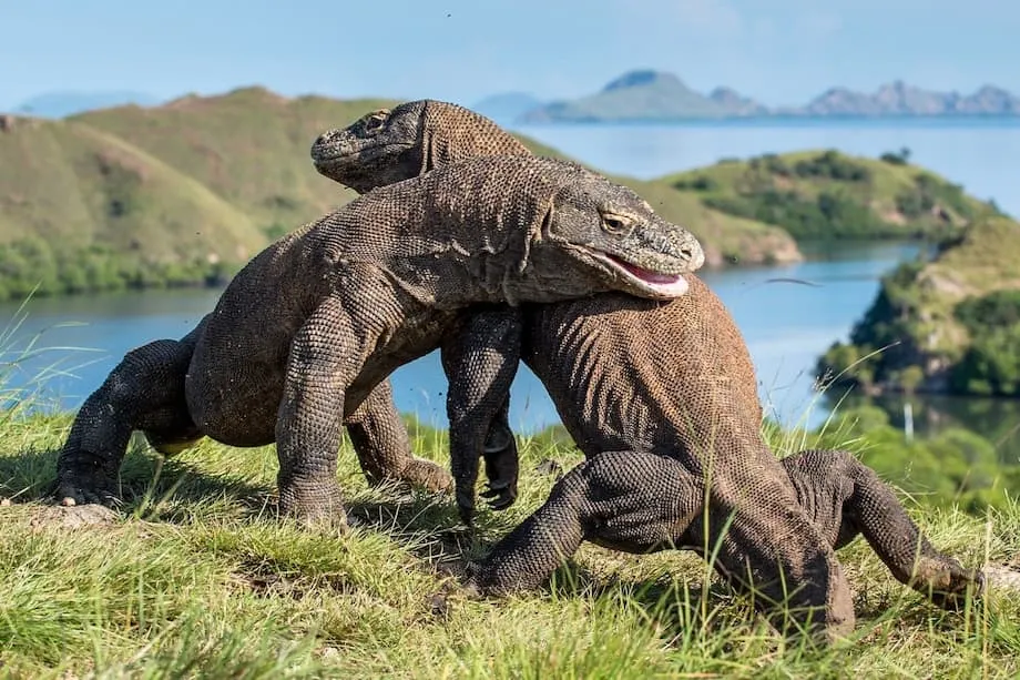 Vilas de luxo no Parque Nacional de Komodo: planos de desenvolvimento provocam forte reação e debate global