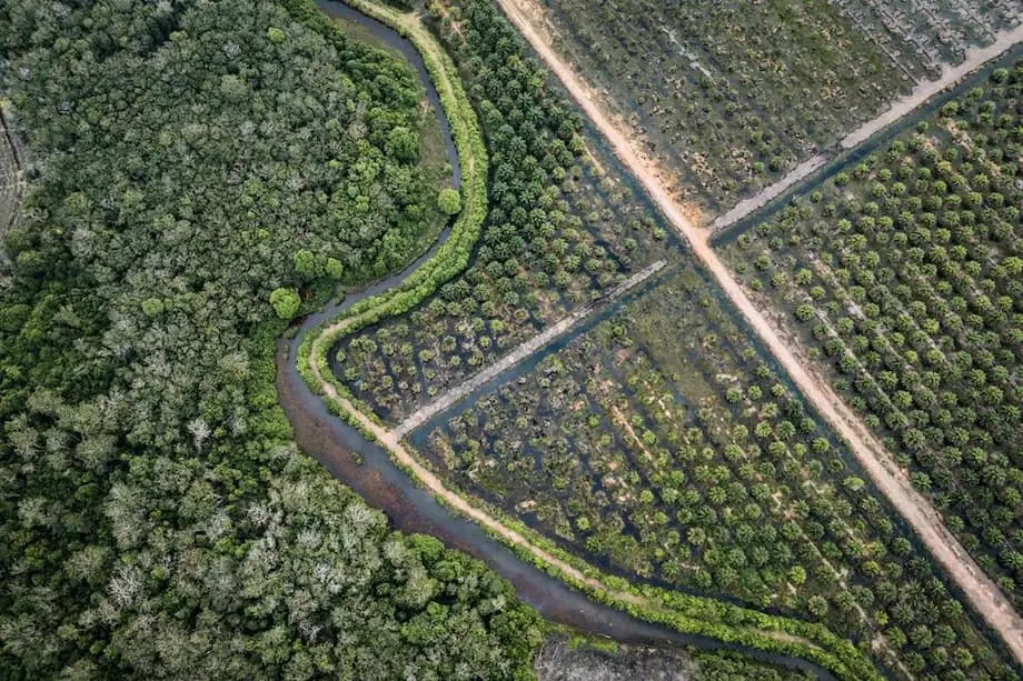 EUA concorda em isentar óleo de palma, cacau e borracha da Indonésia de tarifas: o que isso significa para o comércio global