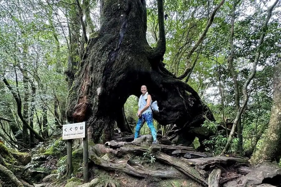 Yakushima: a ilha de florestas ancestrais que inspirou Princesa Mononoke