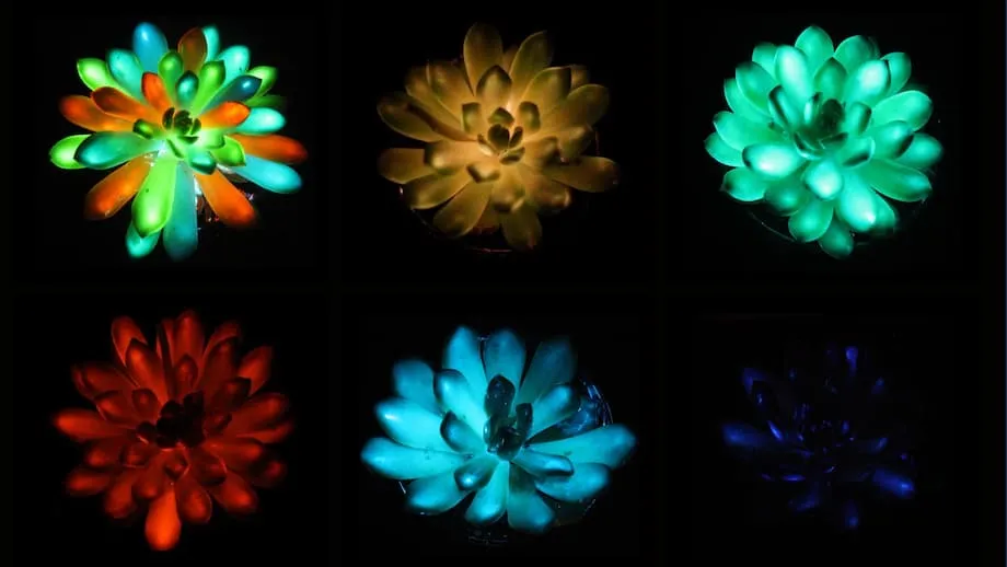 Cientistas chineses apresentam suculentas multicoloridas que brilham no escuro: um avanço rumo à iluminação sustentável à base de plantas