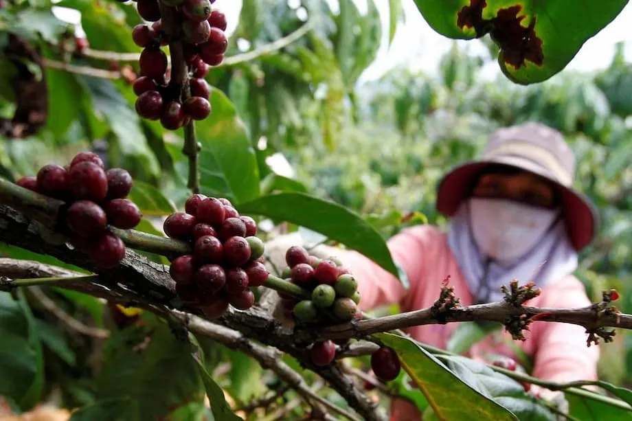 Setor cafeeiro do Vietnã ganha destaque global em meio à disparada dos preços e às mudanças nos mercados