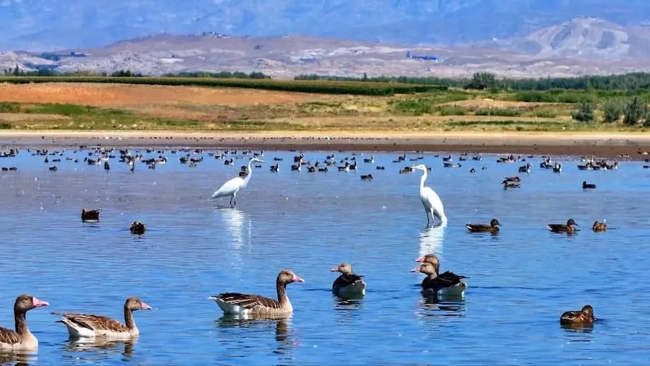 Aves migratórias transformam o Reservatório de Aweitan, em Xinjiang, em um refúgio de biodiversidade