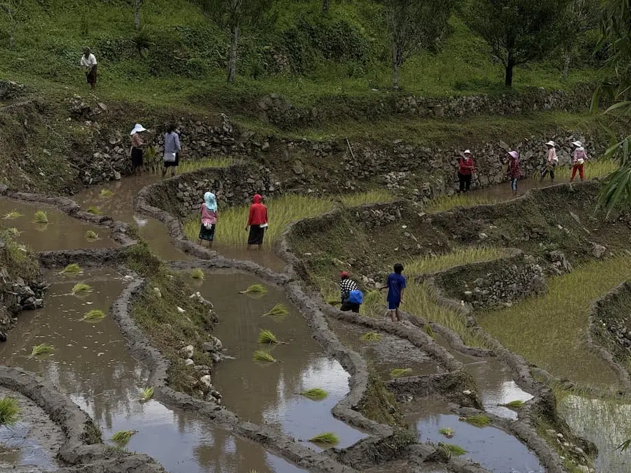 Região produtora de arroz do Butão enfrenta pressão com falta de mão de obra, redução das terras agrícolas e impactos climáticos sobre a colheita