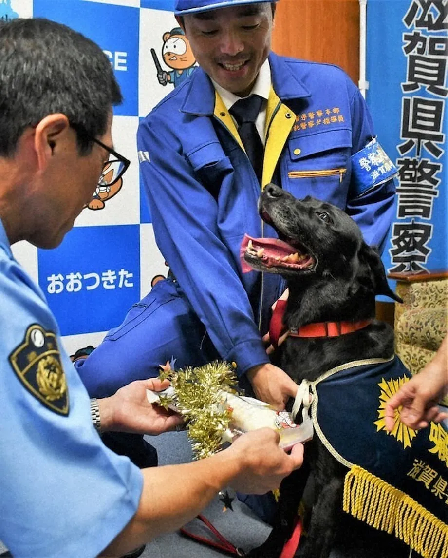 Labrador é homenageada após ajudar a encontrar idosa desaparecida em Otsu
