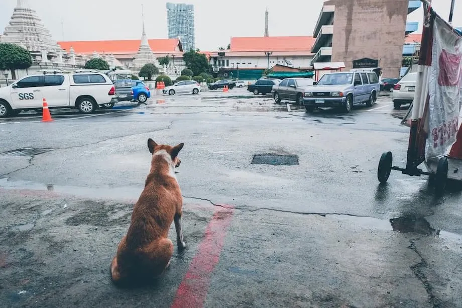 Bangcoc declara zonas de epidemia de raiva e proíbe transporte de animais por 30 dias