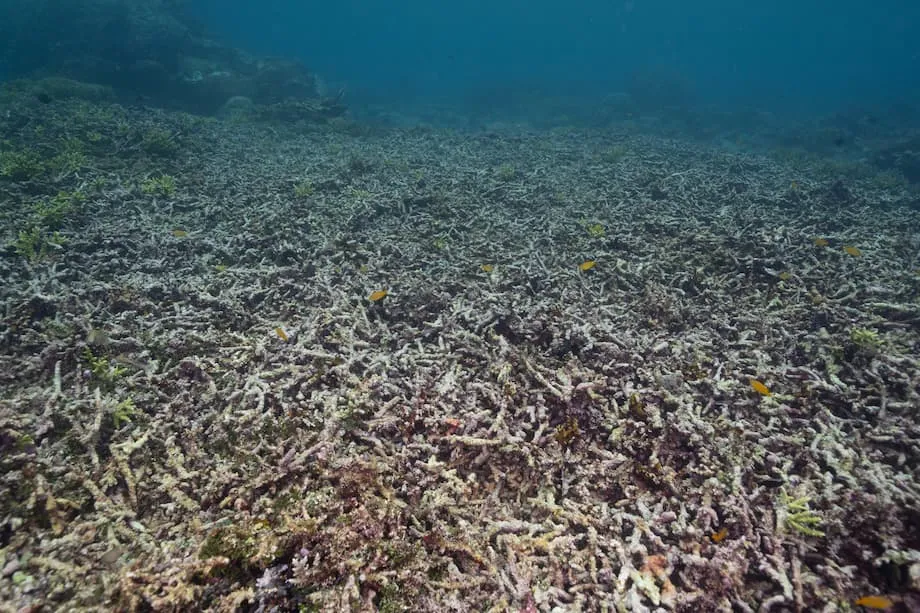 Mineração é retomada na ilha de Gag, em Raja Ampat, em meio a temores de danos aos recifes