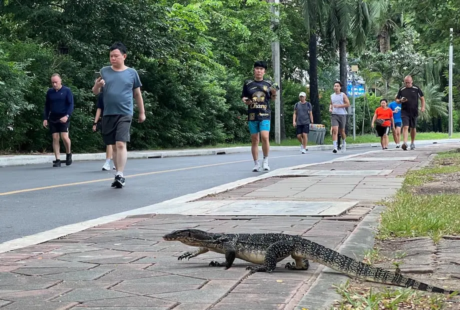 Bangcoc enfrenta explosão de lagartos-monitor-d'água nos parques urbanos