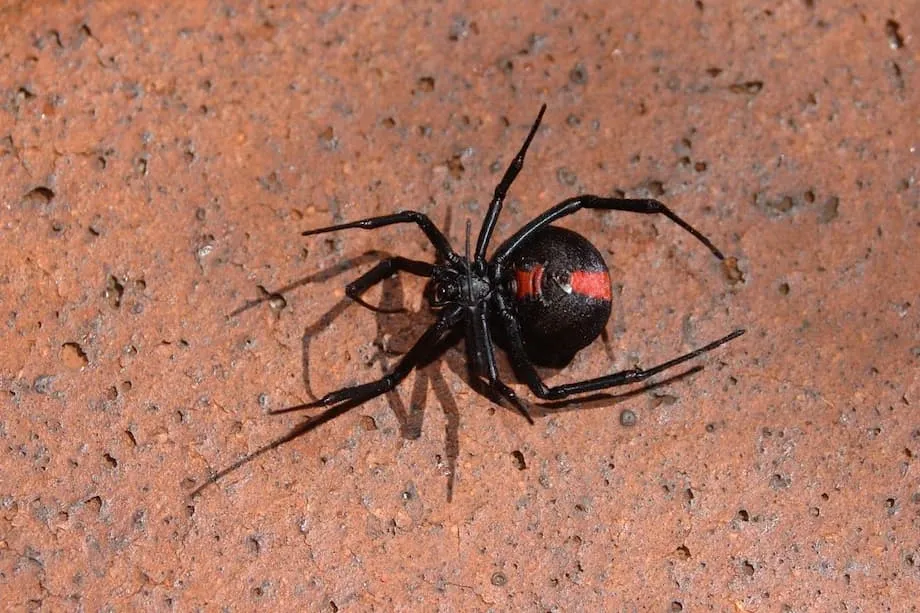 Expo de Osaka 2025 emite alerta sobre aranhas-vermelhas após ninho ser encontrado em área pública