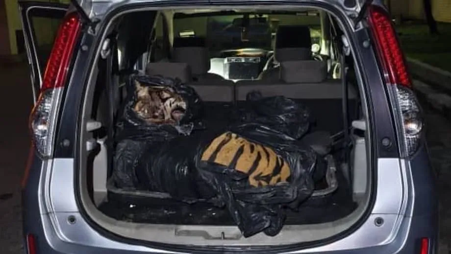 Morte de tigre em Johor leva a prisões, revolta nacional e novo esforço contra o tráfico