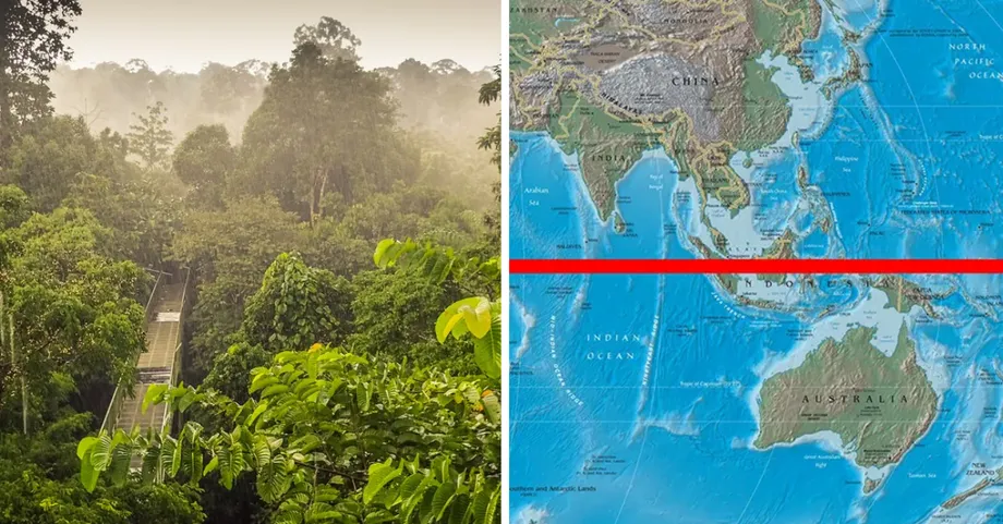 Por que as florestas tropicais da Malásia estão entre os ecossistemas mais antigos da Terra