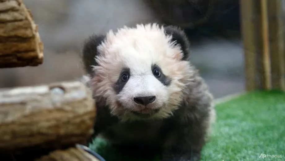 Zoológico de Beauval devolverá os pandas Huan Huan e Yuan Zi à China após diagnóstico de insuficiência renal