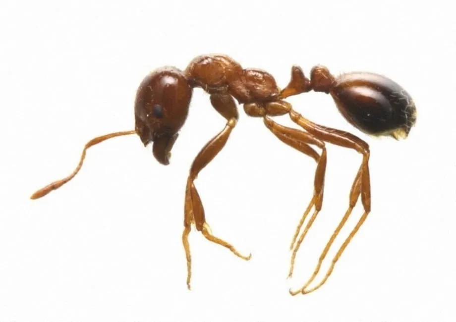 Infestação recorde de formigas-de-fogo no porto de Tóquio mobiliza resposta de emergência e medidas na fronteira