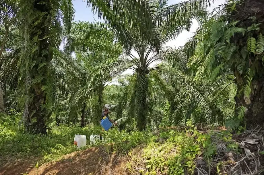 Indonésia transfere 1,8 milhão de hectares de terras confiscadas de plantações de palma para empresa estatal
