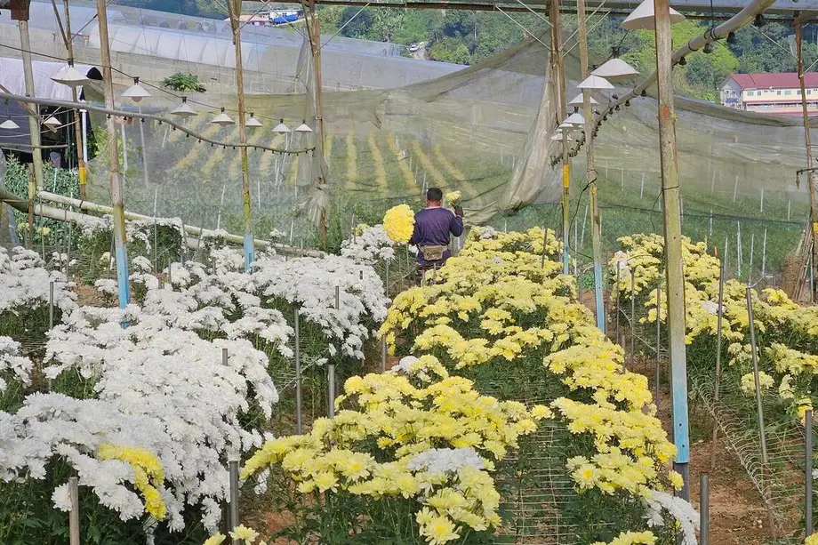 Cinturão floricultor da Malásia enfrenta pressão com falta de mão de obra e importações mais baratas ameaçando um setor que já viveu um boom