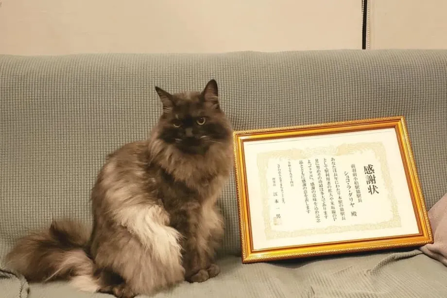 O gato Chocolat se aposenta como chefe de estação em Yamagata após anos de sorrisos