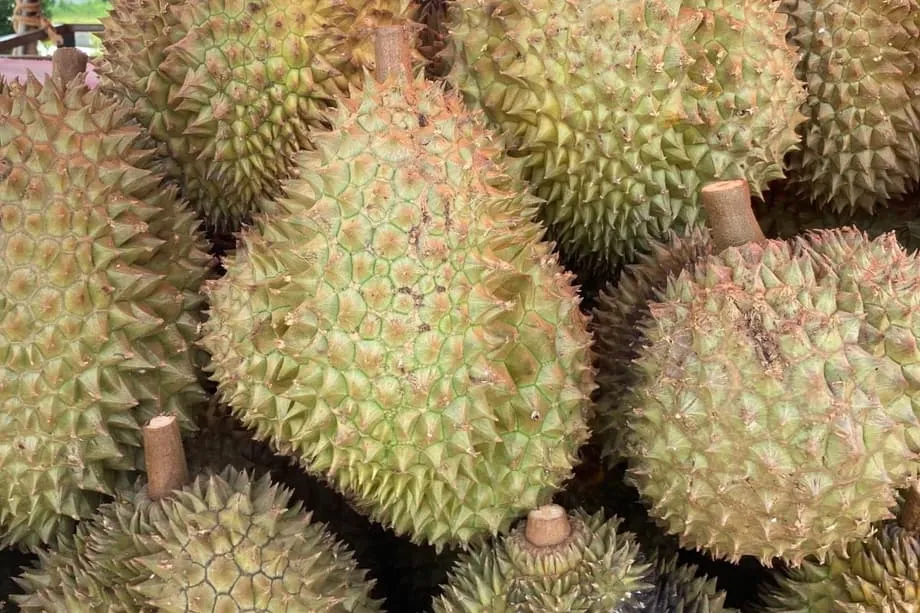 Indonésia busca vender durian diretamente à China, com foco na cadeia refrigerada e na sanidade