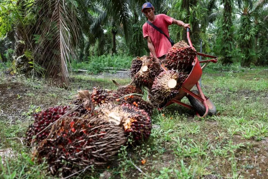 Tomada militar de plantações de óleo de palma na Indonésia abala cadeia global de abastecimento