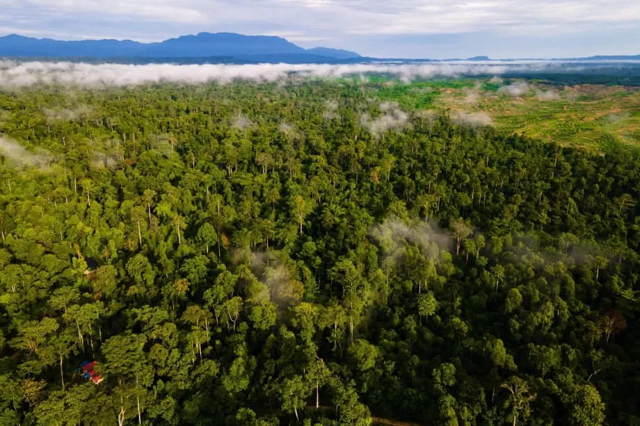 Indonésia e o Mecanismo Florestas Tropicais para Sempre na COP30