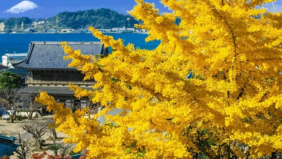 Kamakura no outono: de templo em templo entre bordos carmesins e ginkgo dourados