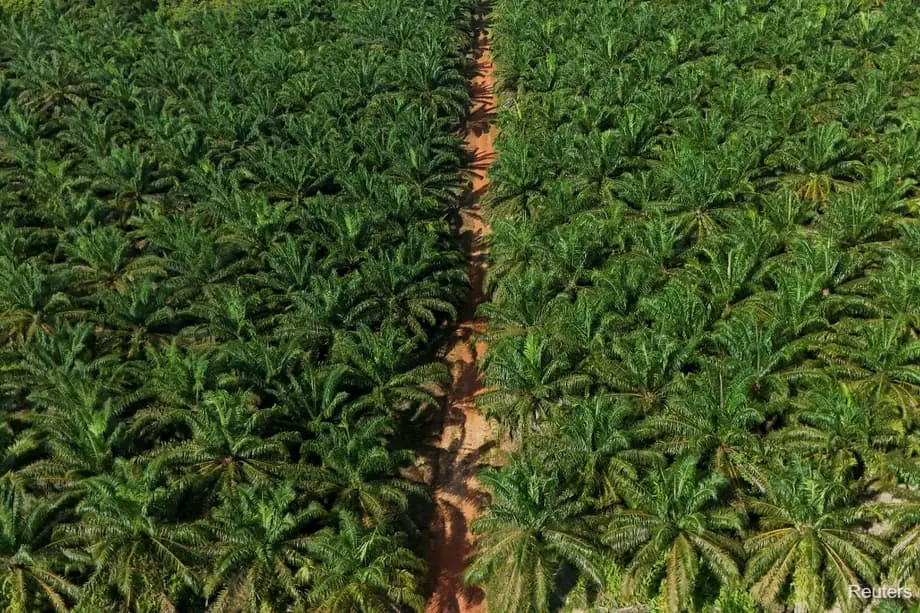 Indonésia vai ampliar em 600 mil hectares as plantações de palma de óleo em meio ao avanço dos biocombustíveis