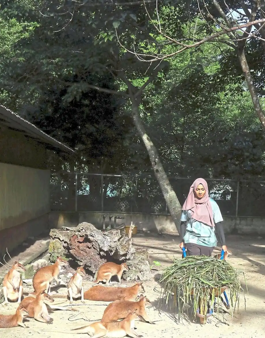 Voluntários fazem a diferença no Zoo Negara por meio do programa KeeperKu