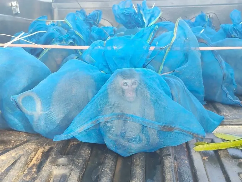 Guardas florestais tailandeses resgatam 143 macacos perto da fronteira com o Camboja em operações relacionadas