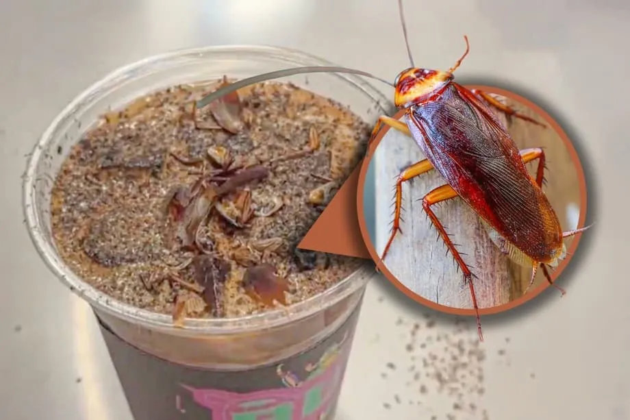 Café de barata em Pequim: conheça a bebida do museu de insetos que viralizou