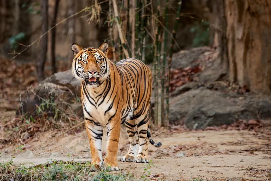 Colares de GPS revelam escassez de presas e riscos genéticos para os últimos tigres-da-Indochina da Tailândia