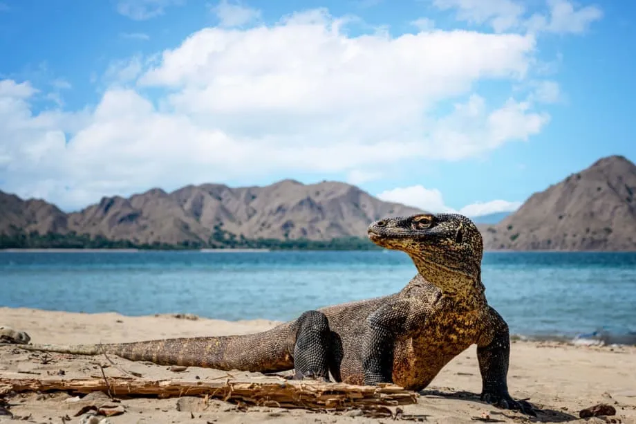 Nova balsa direta de Bali a Komodo abre o arquipélago para viagens com várias paradas