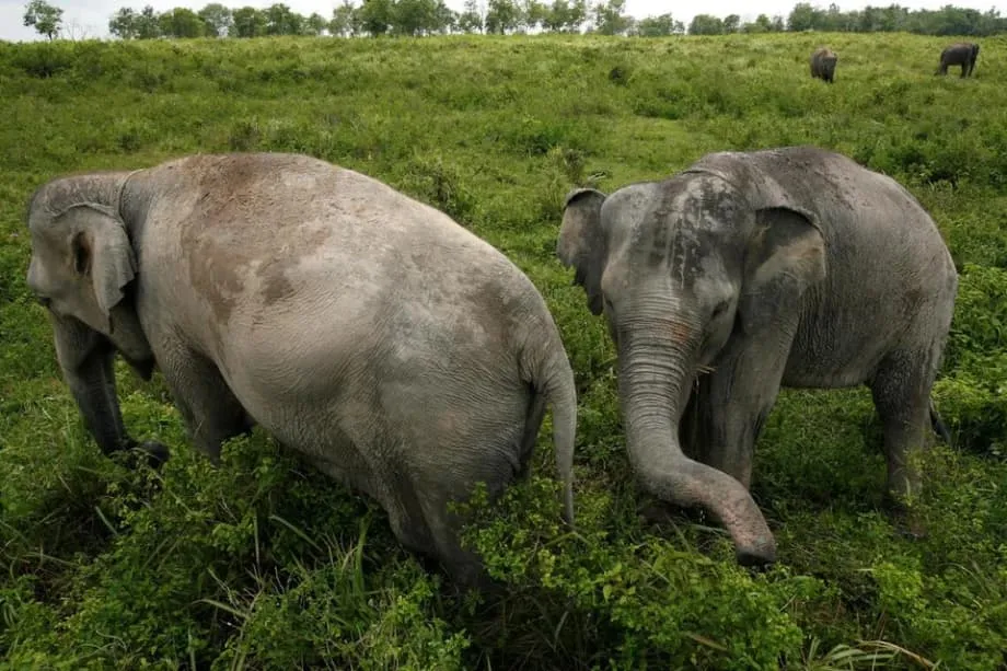 Indonésia reforça patrulhas em parque de Sumatra após ataque a posto da força-tarefa