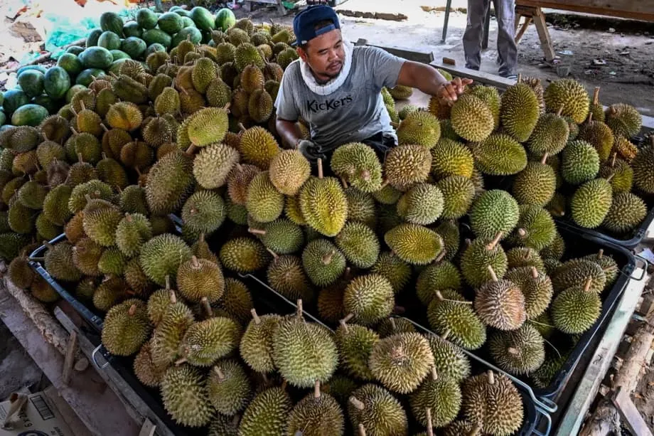 Durian e abacaxi disputam o posto de fruta nacional da Malásia