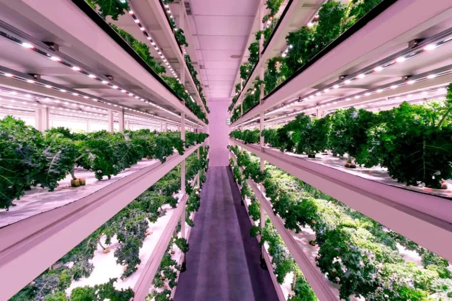 Singapura reformula plano de segurança alimentar e estabelece metas de 20% de fibras e 30% de proteínas até 2035