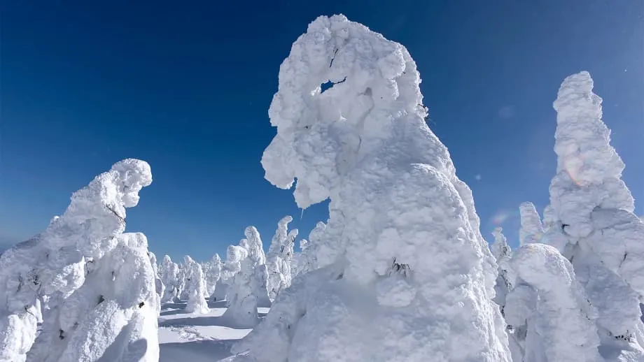 Os monstros de neve do Monte Zao estão diminuindo rapidamente com o aquecimento dos invernos e o ataque de insetos
