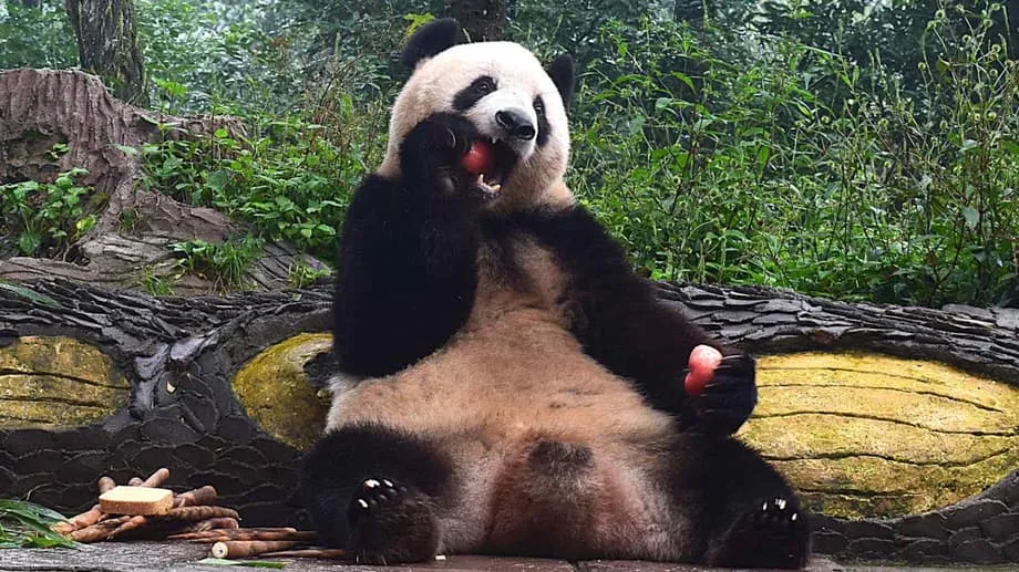 De estrela de Ueno a moradora de Sichuan: como Xiang Xiang está prosperando de volta à China