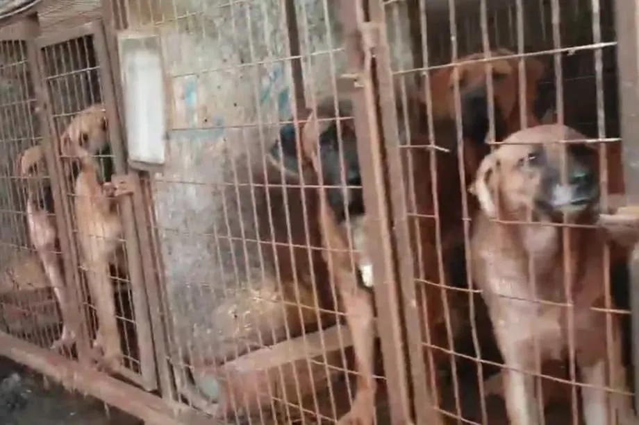Indústria de carne de cachorro da Coreia do Sul caminha para o fim com fechamento de criadouros antes da proibição de 2027