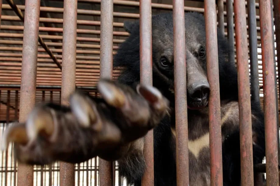 Proibição histórica da criação de ursos para extração de bile na Coreia do Sul inaugura nova era para o bem-estar animal