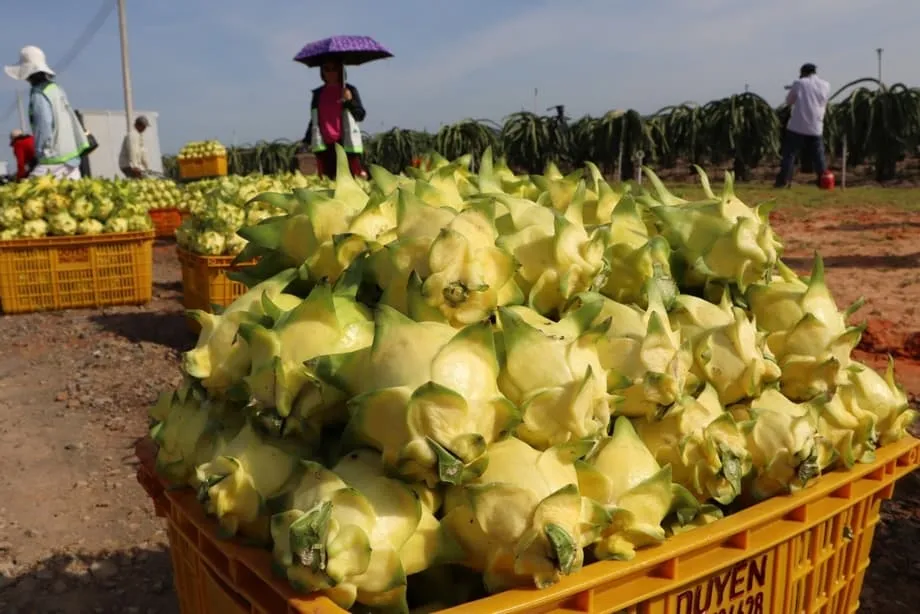 Exportações de pitaia do Vietnã atingem o menor nível em 11 anos em meio à concorrência global
