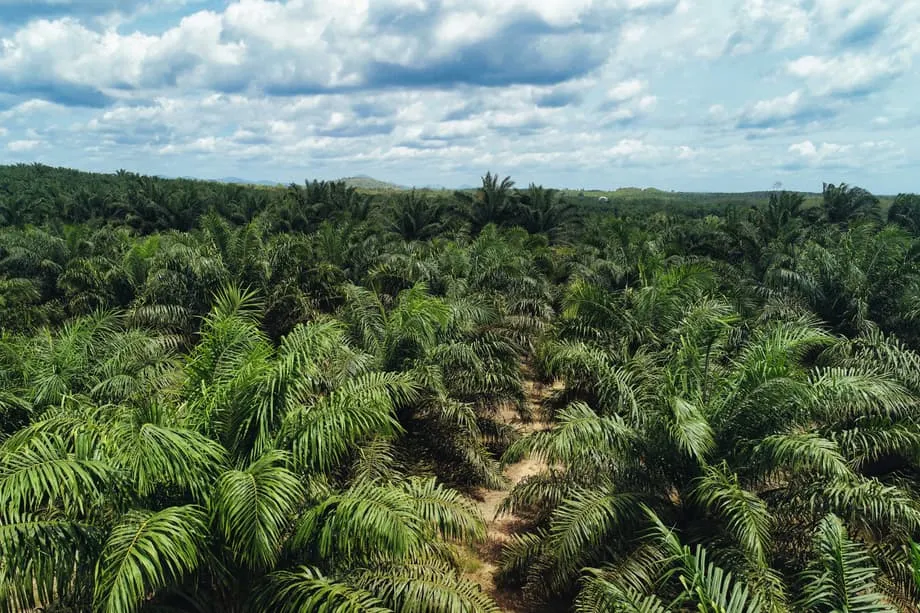 Campanha de apreensão de terras em larga escala na Indonésia transforma mercados globais de recursos naturais