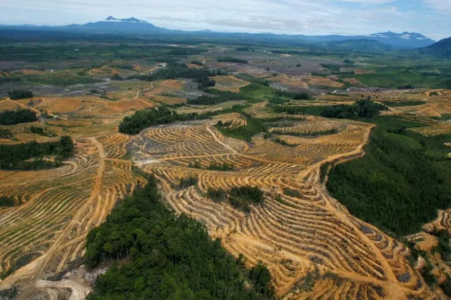 Indonésia intensifica campanha de confisco de plantações de óleo de palma e planeja tomar mais 5 milhões de hectares