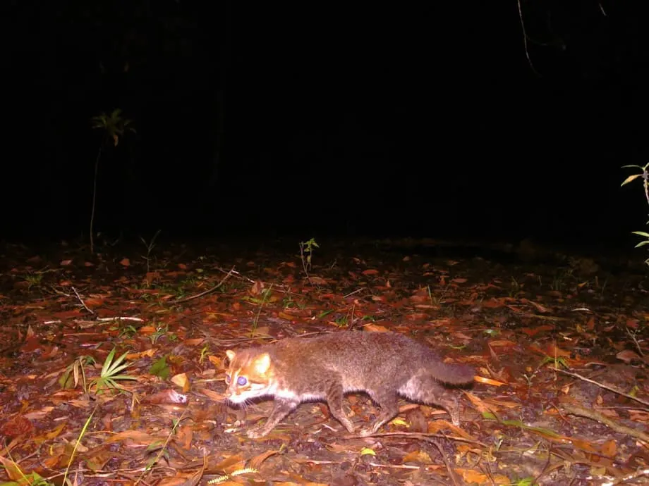 Raro gato-de-cabeça-chata é redescoberto na Tailândia após décadas escondido