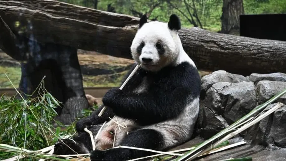 Japão se despede de seus últimos pandas em meio a tensões diplomáticas que ameaçam meio século de amizade