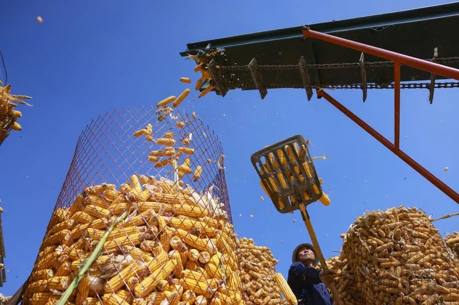 Cientistas chineses multiplicam por dez a produção de amido artificial e avançam rumo à fabricação de alimentos em fábricas